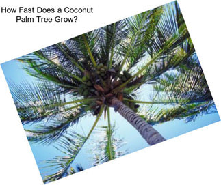 How Fast Does a Coconut Palm Tree Grow?