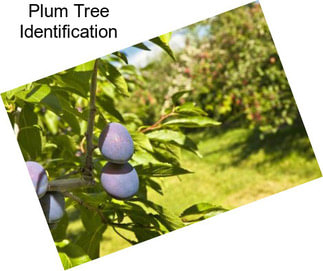 Plum Tree Identification