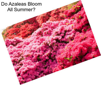 Do Azaleas Bloom All Summer?