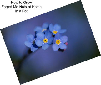 How to Grow Forget-Me-Nots at Home in a Pot