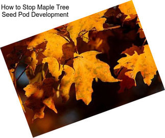 How to Stop Maple Tree Seed Pod Development
