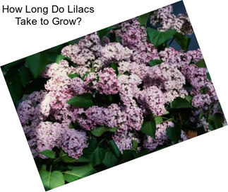 How Long Do Lilacs Take to Grow?