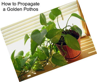 How to Propagate a Golden Pothos