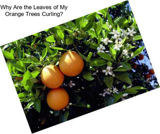 Why Are the Leaves of My Orange Trees Curling?