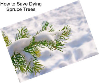 How to Save Dying Spruce Trees