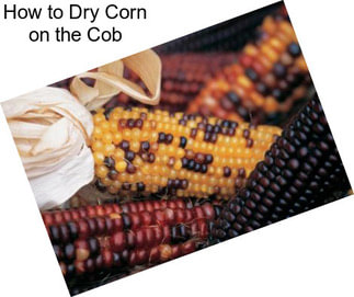 How to Dry Corn on the Cob