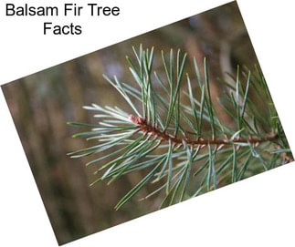 Balsam Fir Tree Facts
