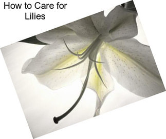 How to Care for Lilies