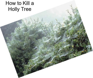 How to Kill a Holly Tree
