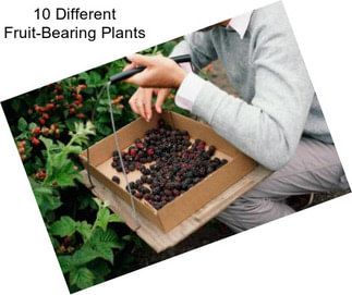 10 Different Fruit-Bearing Plants