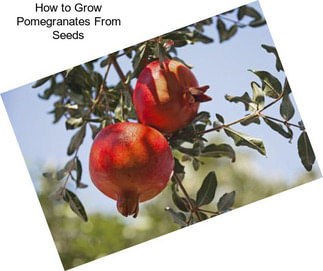 How to Grow Pomegranates From Seeds