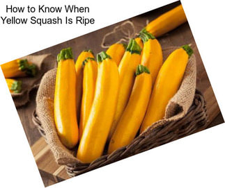 How to Know When Yellow Squash Is Ripe