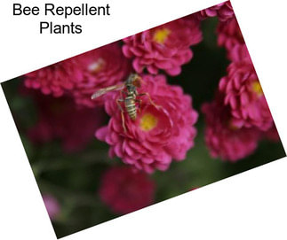 Bee Repellent Plants