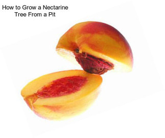 How to Grow a Nectarine Tree From a Pit