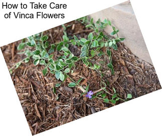 How to Take Care of Vinca Flowers