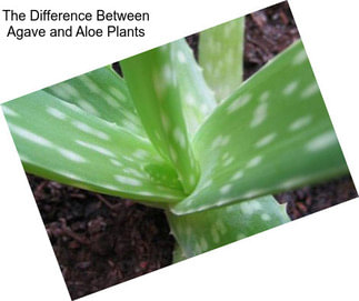 The Difference Between Agave and Aloe Plants