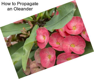 How to Propagate an Oleander