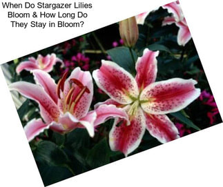 When Do Stargazer Lilies Bloom & How Long Do They Stay in Bloom?
