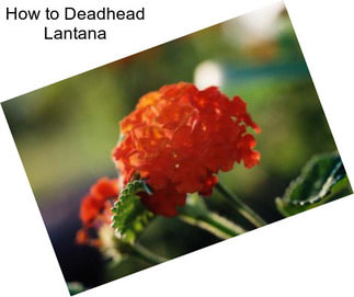 How to Deadhead Lantana