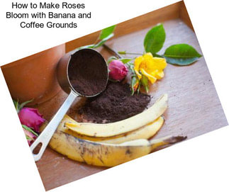 How to Make Roses Bloom with Banana and Coffee Grounds