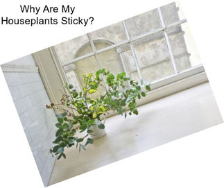 Why Are My Houseplants Sticky?