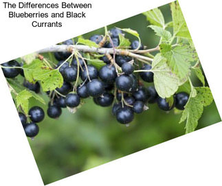 The Differences Between Blueberries and Black Currants