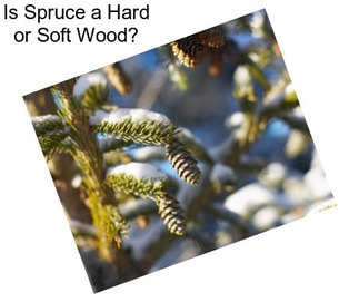 Is Spruce a Hard or Soft Wood?