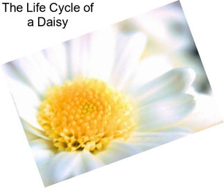 The Life Cycle of a Daisy