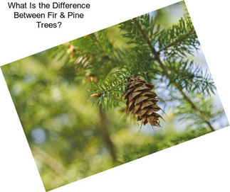 What Is the Difference Between Fir & Pine Trees?