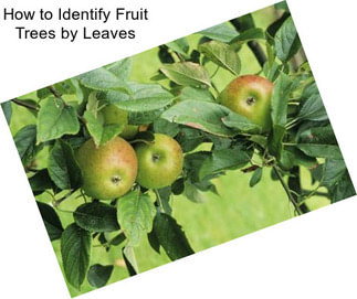 How to Identify Fruit Trees by Leaves