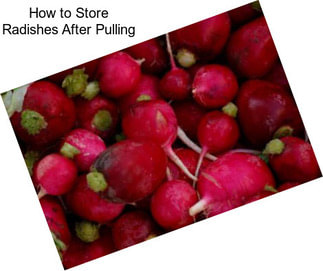 How to Store Radishes After Pulling
