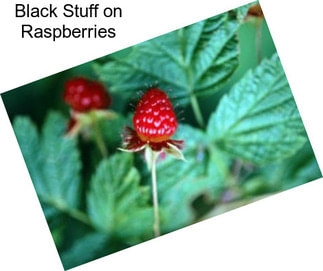 Black Stuff on Raspberries