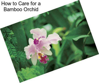 How to Care for a Bamboo Orchid