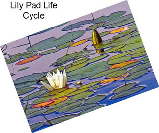 Lily Pad Life Cycle