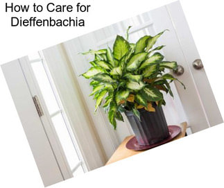 How to Care for Dieffenbachia