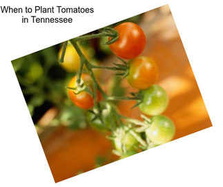 When to Plant Tomatoes in Tennessee