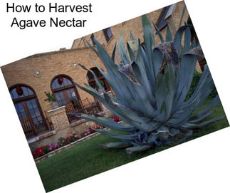 How to Harvest Agave Nectar