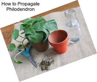 How to Propagate Philodendron