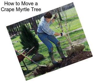 How to Move a Crape Myrtle Tree