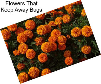 Flowers That Keep Away Bugs