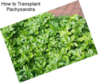 How to Transplant Pachysandra
