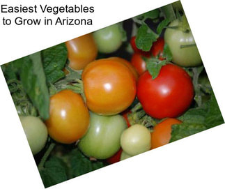 Easiest Vegetables to Grow in Arizona