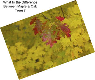 What Is the Difference Between Maple & Oak Trees?