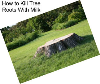 How to Kill Tree Roots With Milk