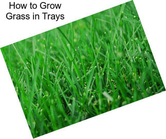How to Grow Grass in Trays