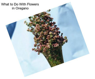 What to Do With Flowers in Oregano