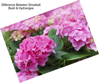 Difference Between Snowball Bush & Hydrangea