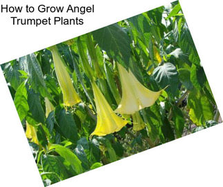 How to Grow Angel Trumpet Plants