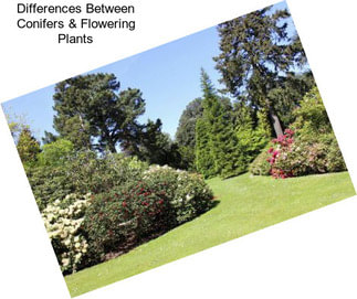 Differences Between Conifers & Flowering Plants