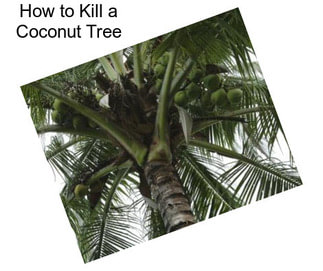 How to Kill a Coconut Tree